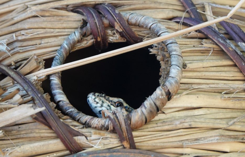 lezard 2
