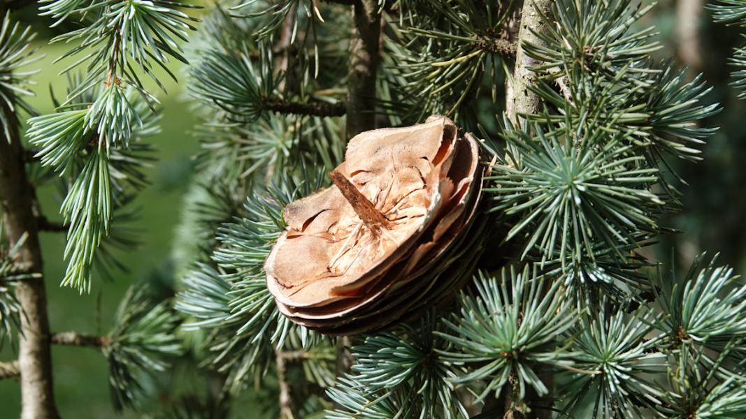 cone