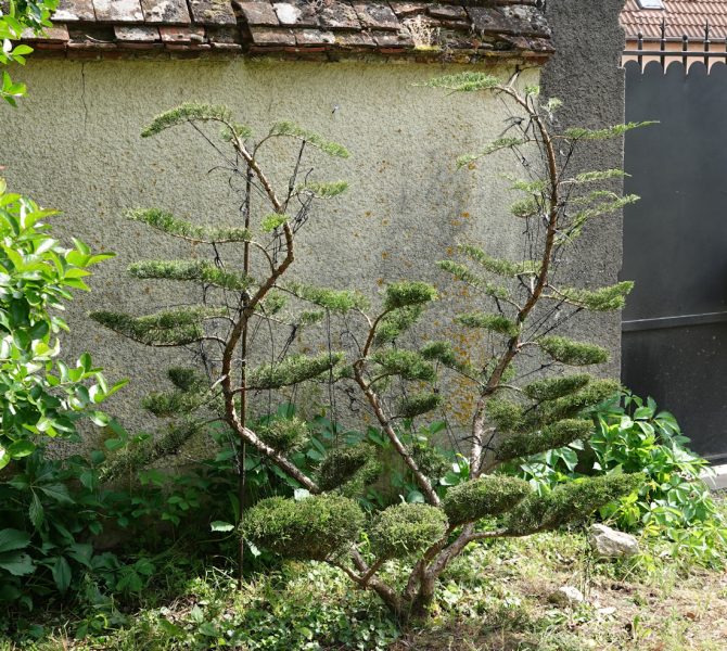 juniperus nuages 2026 d