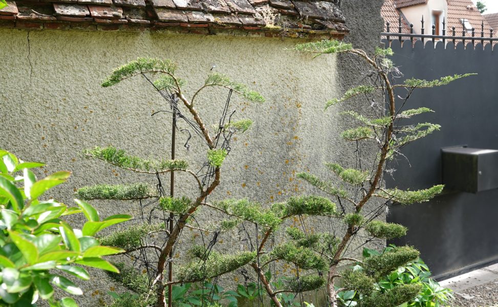 juniperus nuages 2026 e