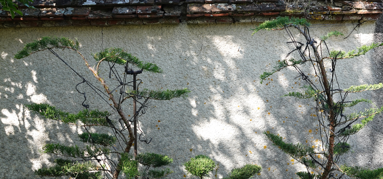 tete juniperus 2026
