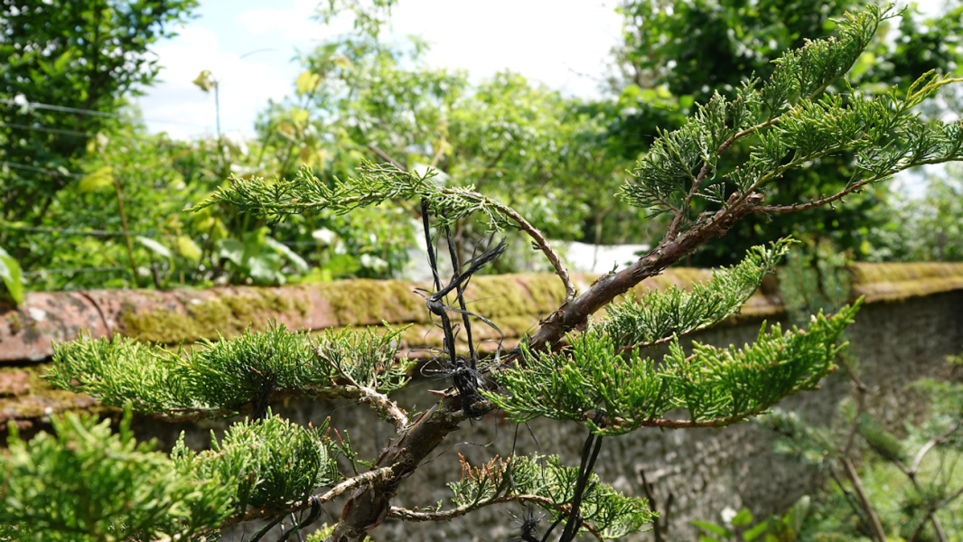 juniperus old gold 1 26b