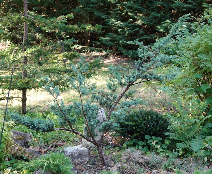 juniperus 2026d