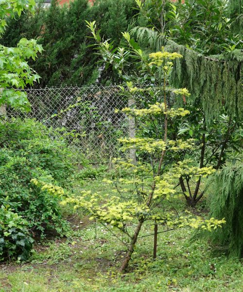 taxus 10 a2026