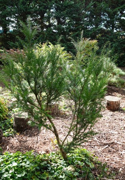 taxus N13 2025