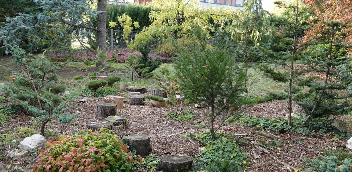 taxus N13 2025f