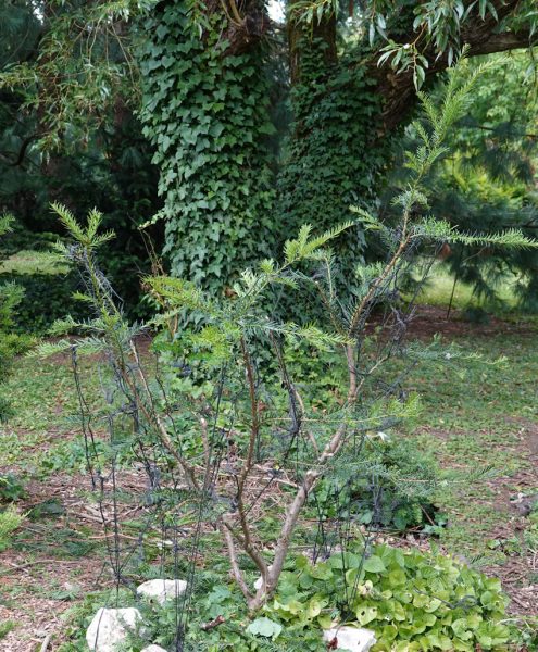 taxus N13 2026