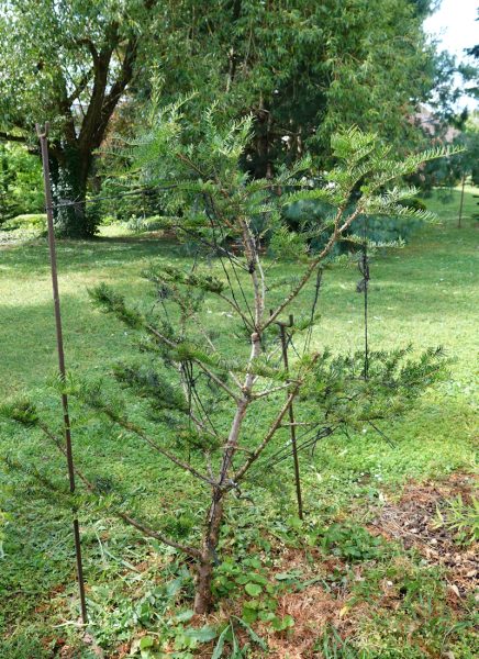 taxus N13 2026b