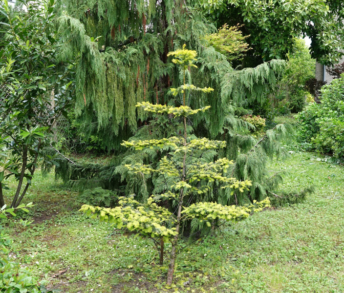 taxus 10 d2026