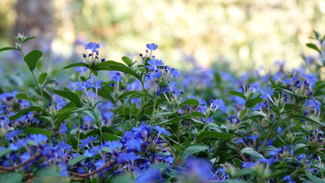 ceratostigma a2