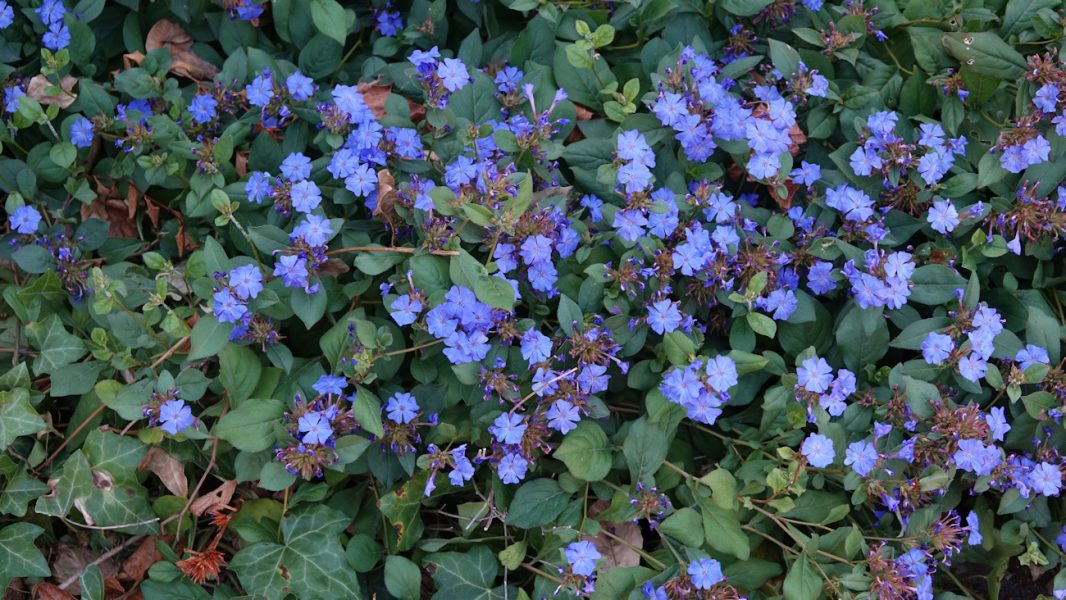 ceratostigma b3jpg