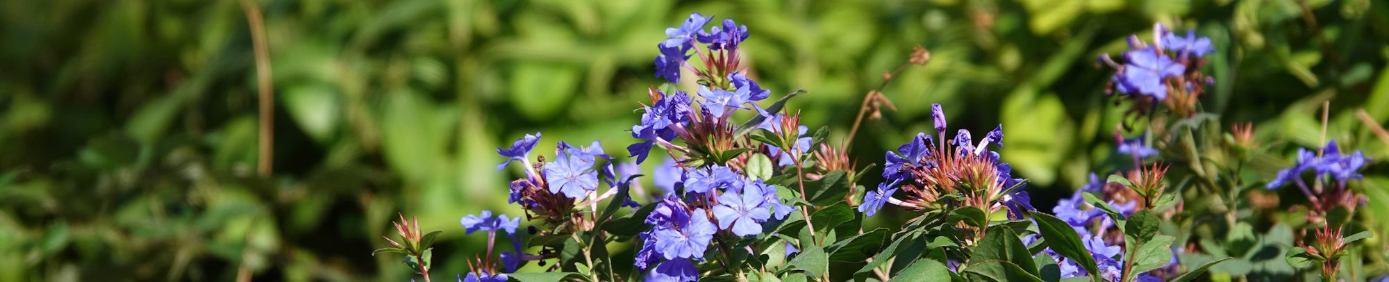 ceratostigma c3