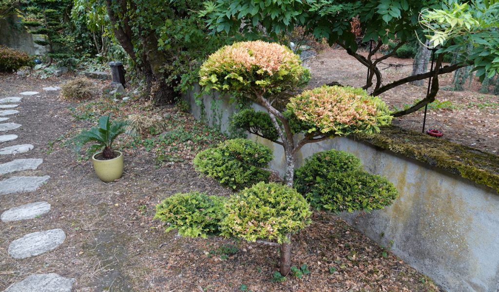 niwaki canicule