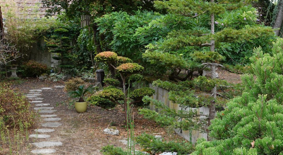 niwaki secheresse