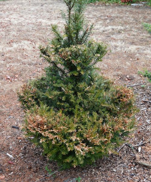 secheresse taxus