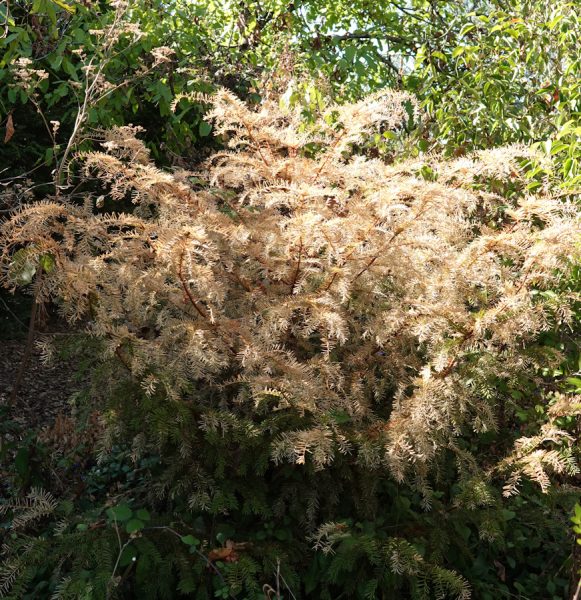 taxus canicule 5