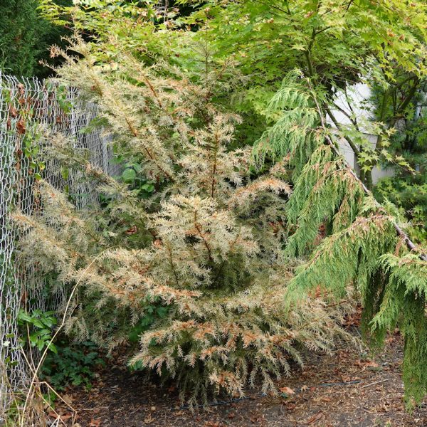 taxus canicule