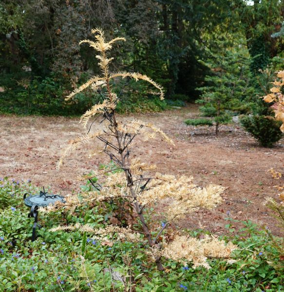 taxus scanicule