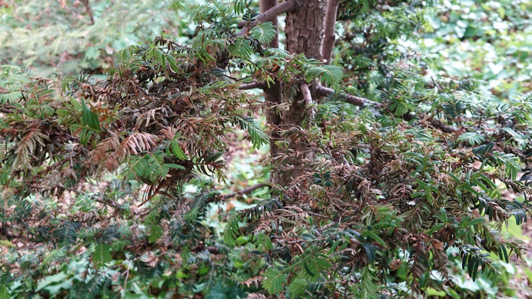 taxus sécheresse 1