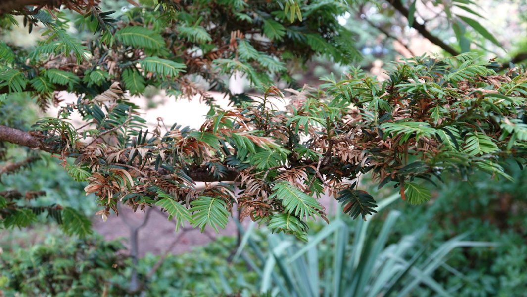 taxus sécheresse 2