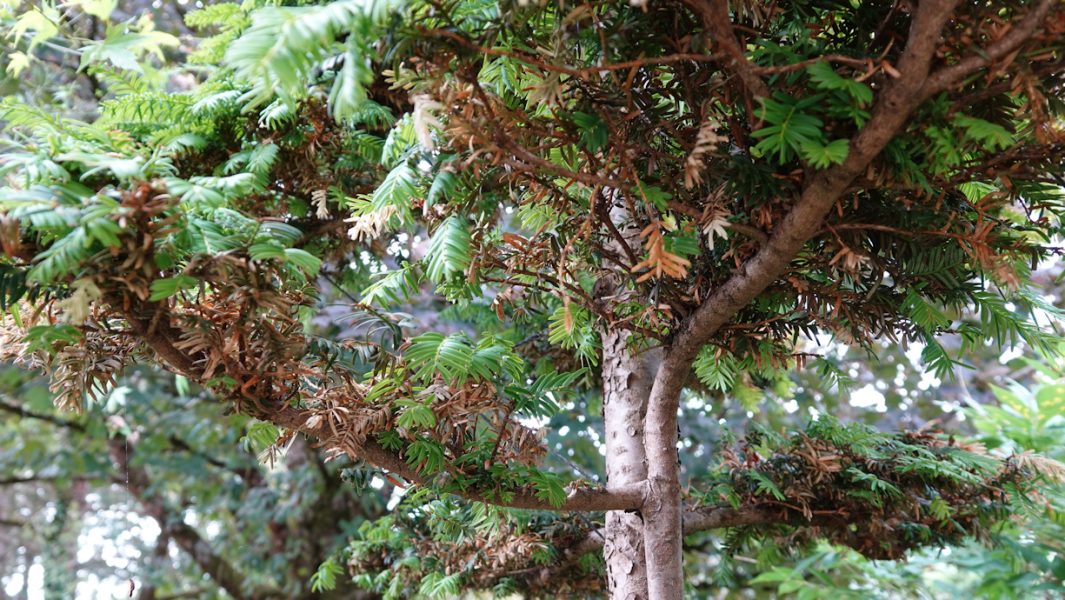 taxus sécheresse 3