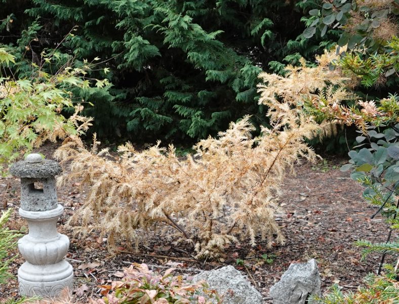 taxus sécheresse